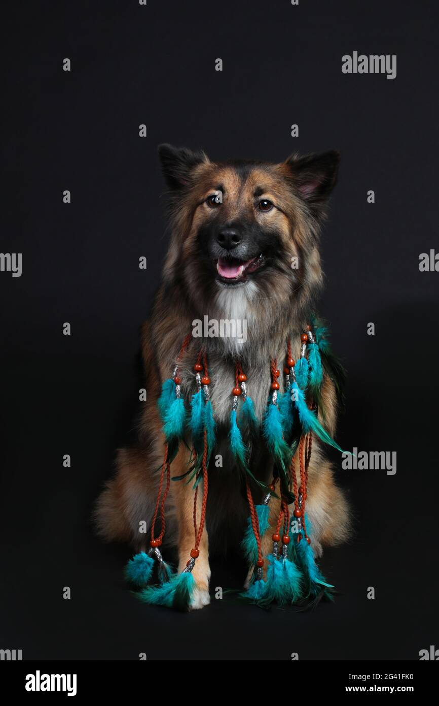 Niedlicher Wolfspitz mit blauen Federn halslos Stockfoto