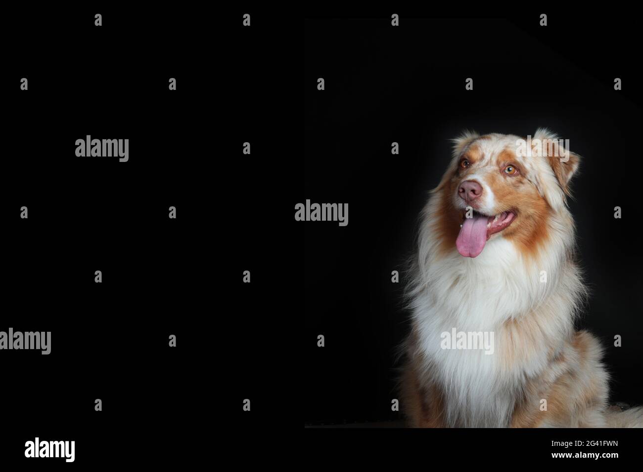 Australian Shepherd Portrait Copyspace Stockfoto