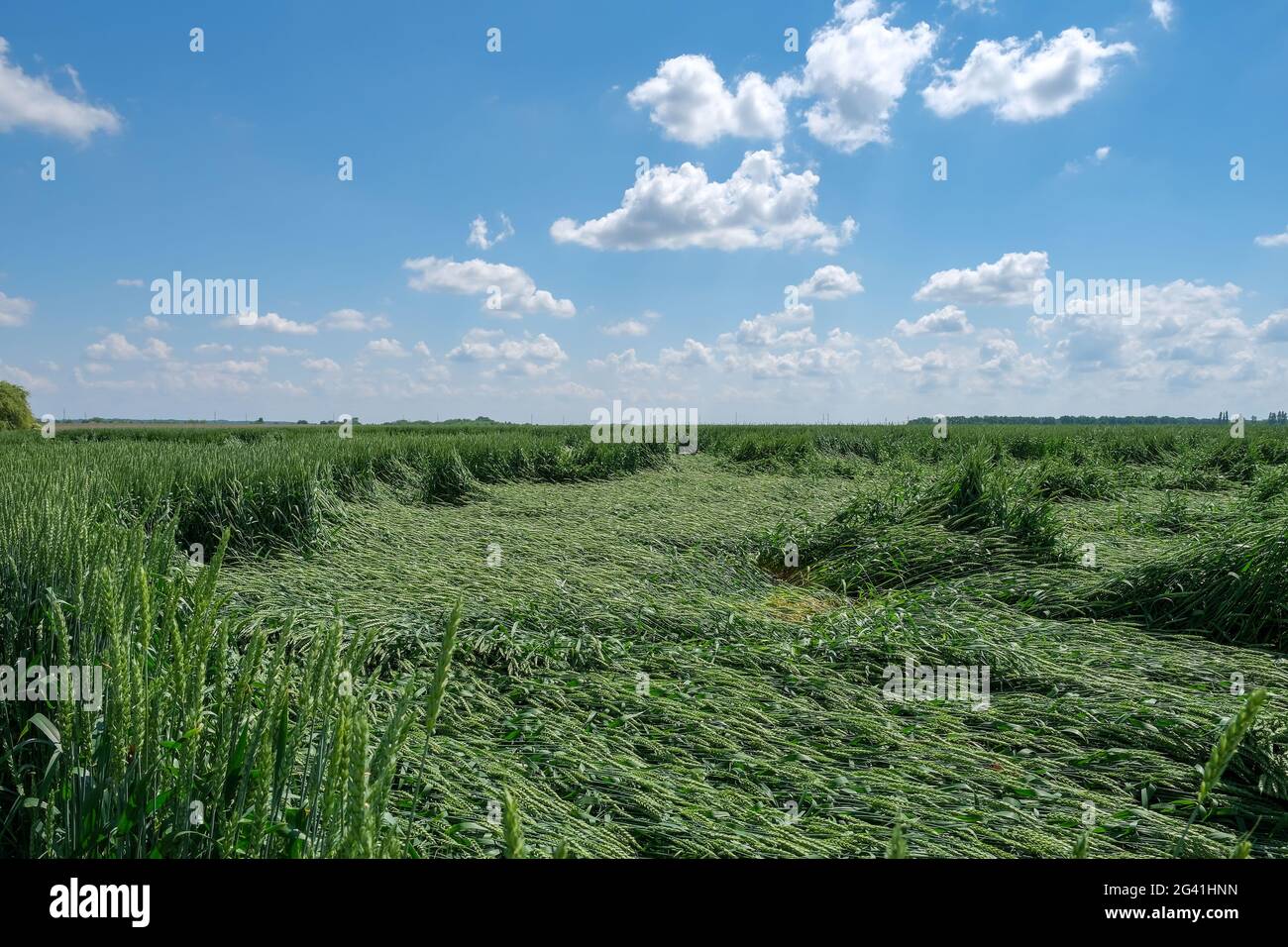 Gebrochener grüner junger unreifer Weizen nach einem Gewitter mit Hagel Stockfoto