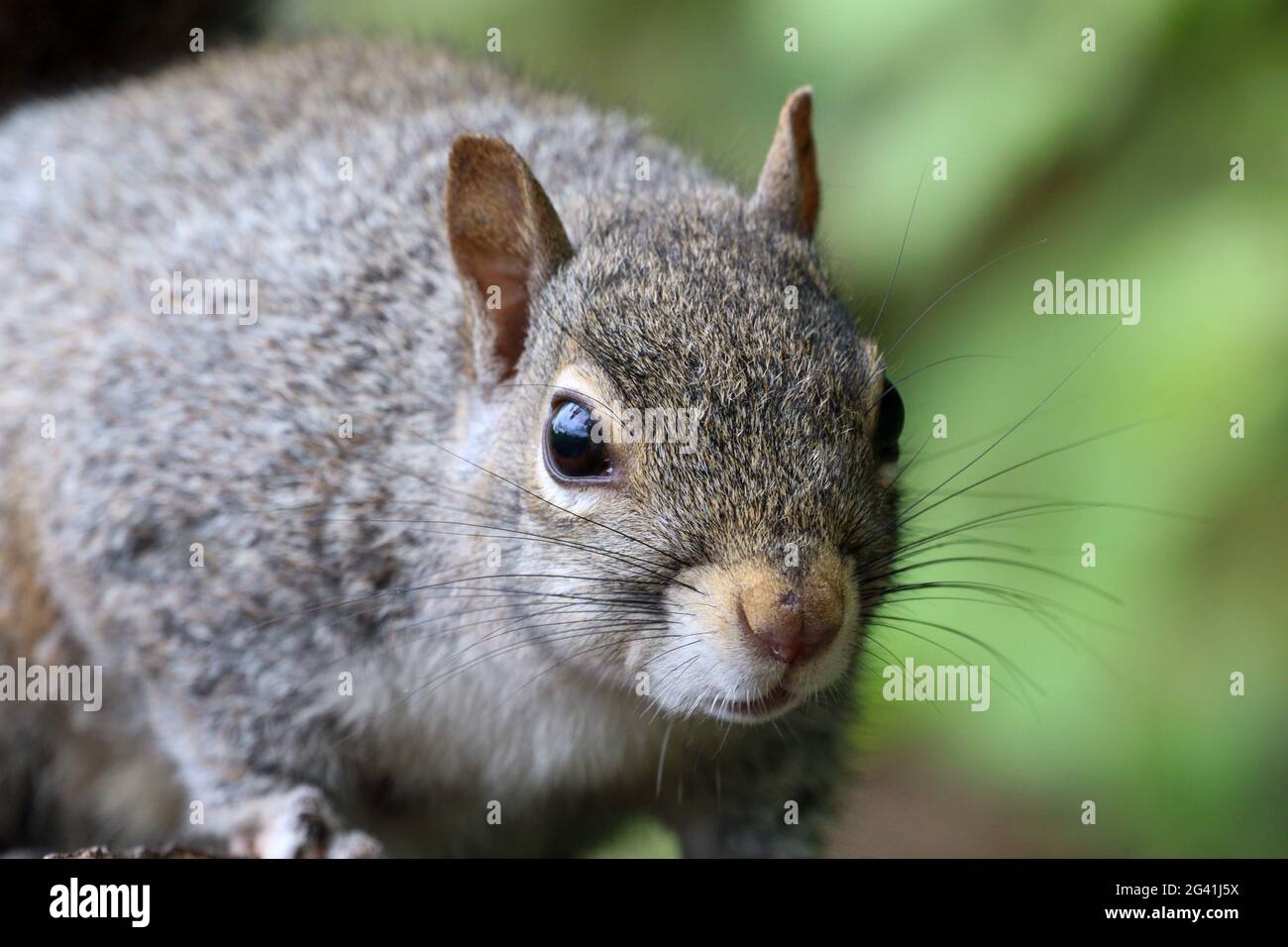 Nahaufnahme von Eichhörnchen im Chadkirk Nature Reserve, Stockport Stockfoto
