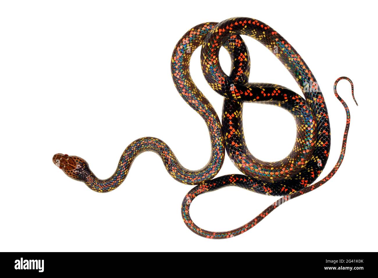 Checkerbelly Snake (Siphlophis cervinus), eine seltene Schlange aus der Provinz Orellana im Amazonas-Ecuador Stockfoto