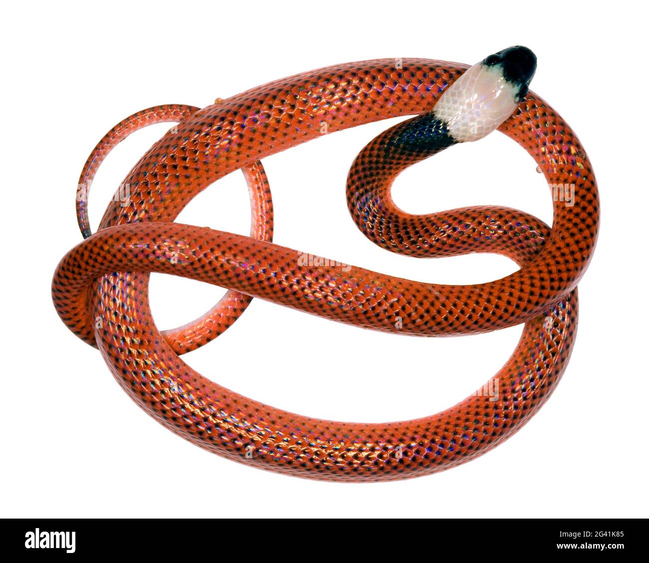 Juvenile Chonta oder Mussarana (Clelia clelia) die juvenilen sind Korallenschlangen-Mimiken, wechseln aber als Erwachsener zu schwarz Stockfoto