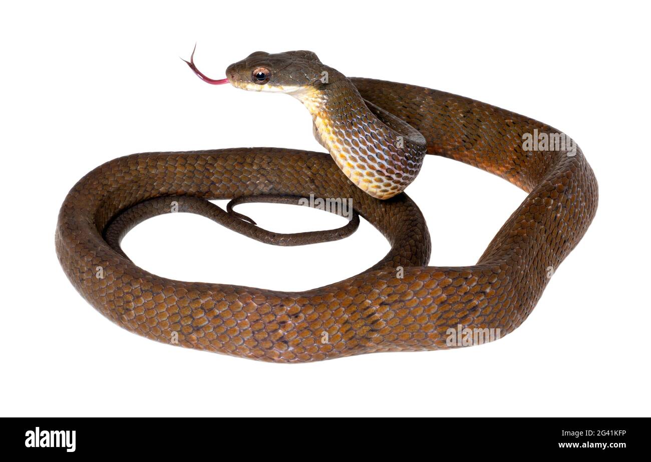 Puffing Snake (Phrynonanax poecilonotus) Orellana Provinz, Amazonas-Ecuador, Bedrohungsanzeige. Stockfoto