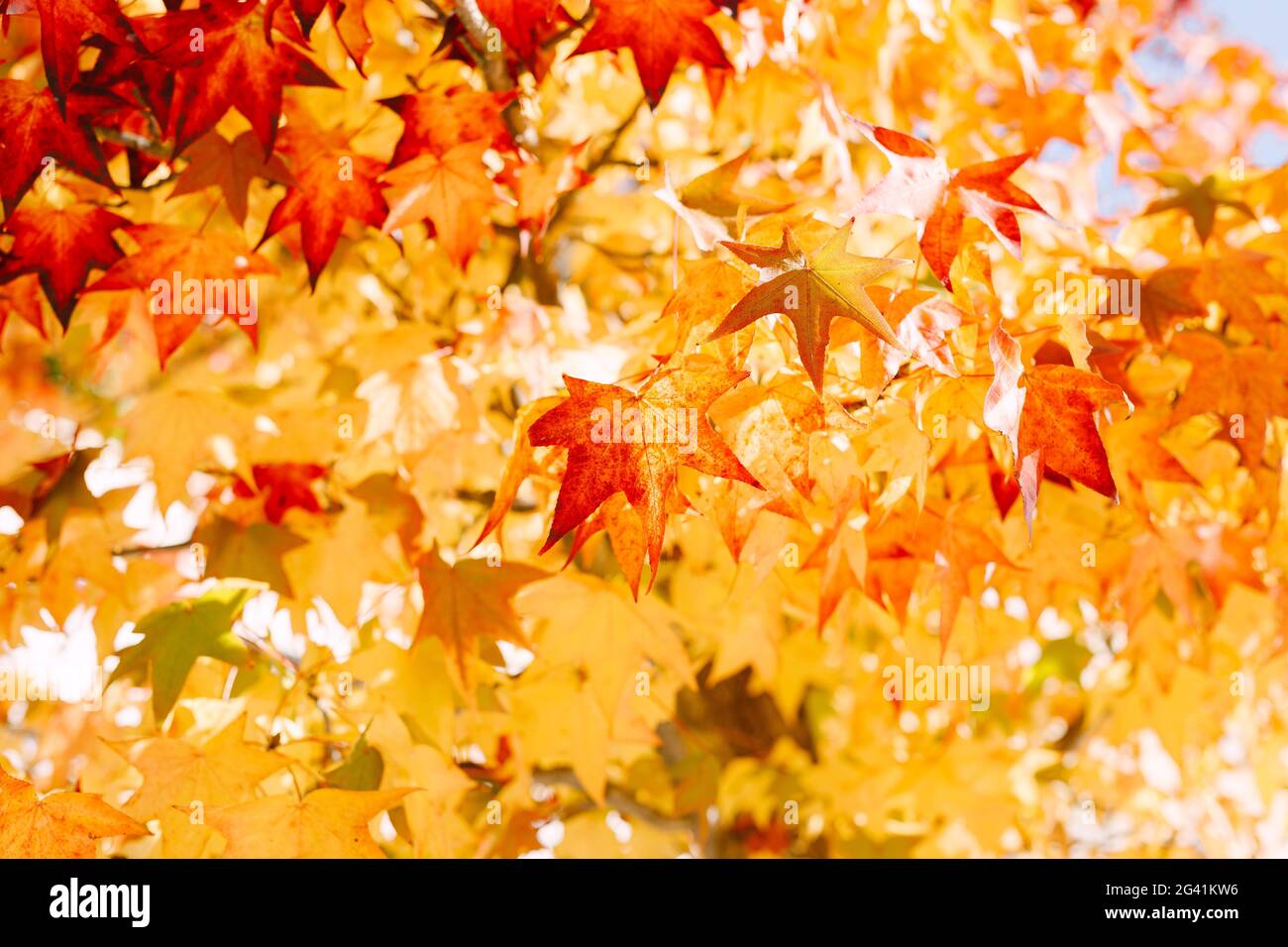 Nahaufnahme von vielen roten, orangen und gelben Ahornblättern am Baum. Feurige Herbstfarben. Stockfoto