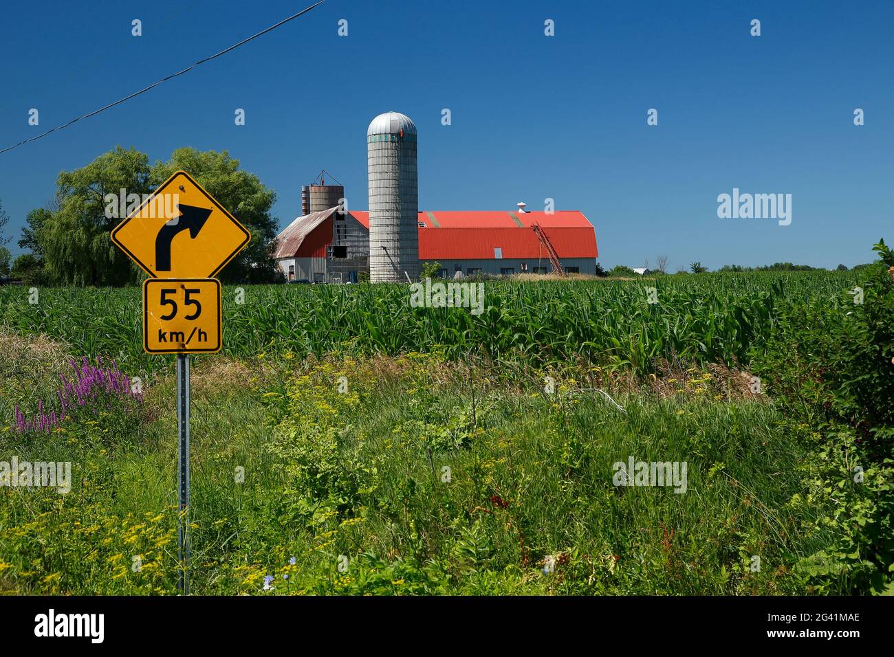 Farm in einem Kornfeld, Quebec, Kanada Stockfoto