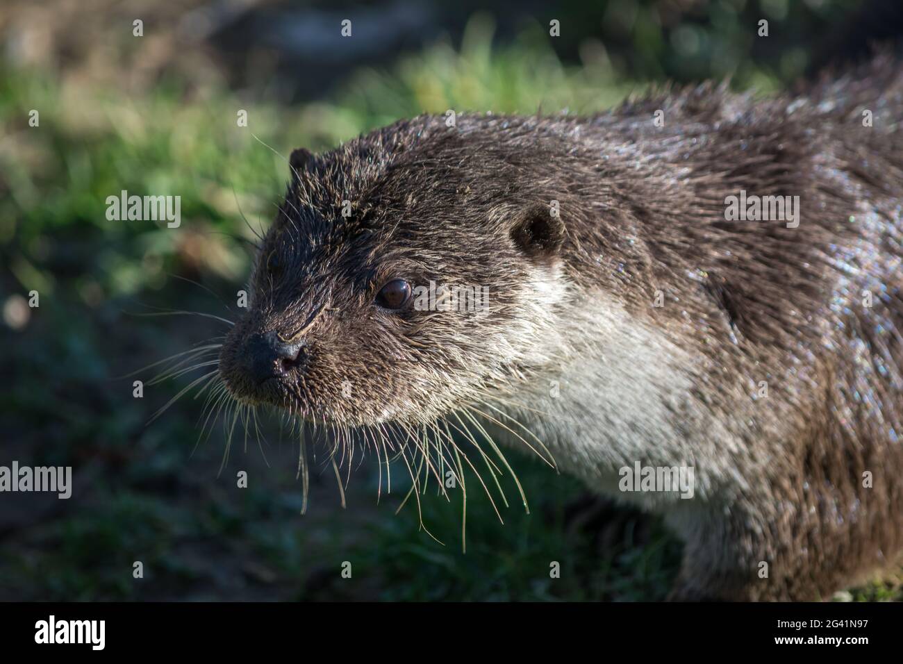 Fischotter im britischen Wildlife Centre Stockfoto