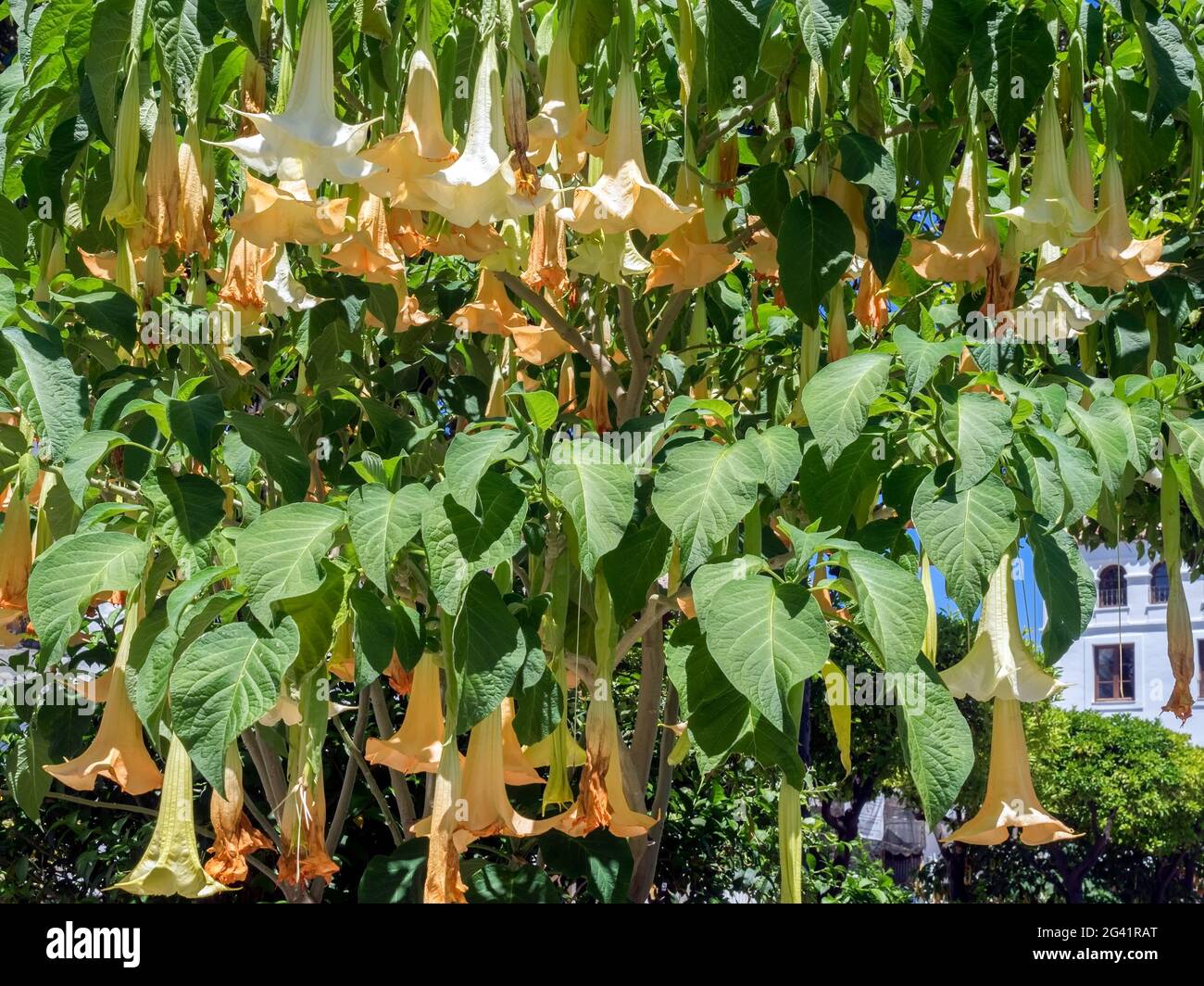 Brugmansia Blüte in Estepona Stockfoto