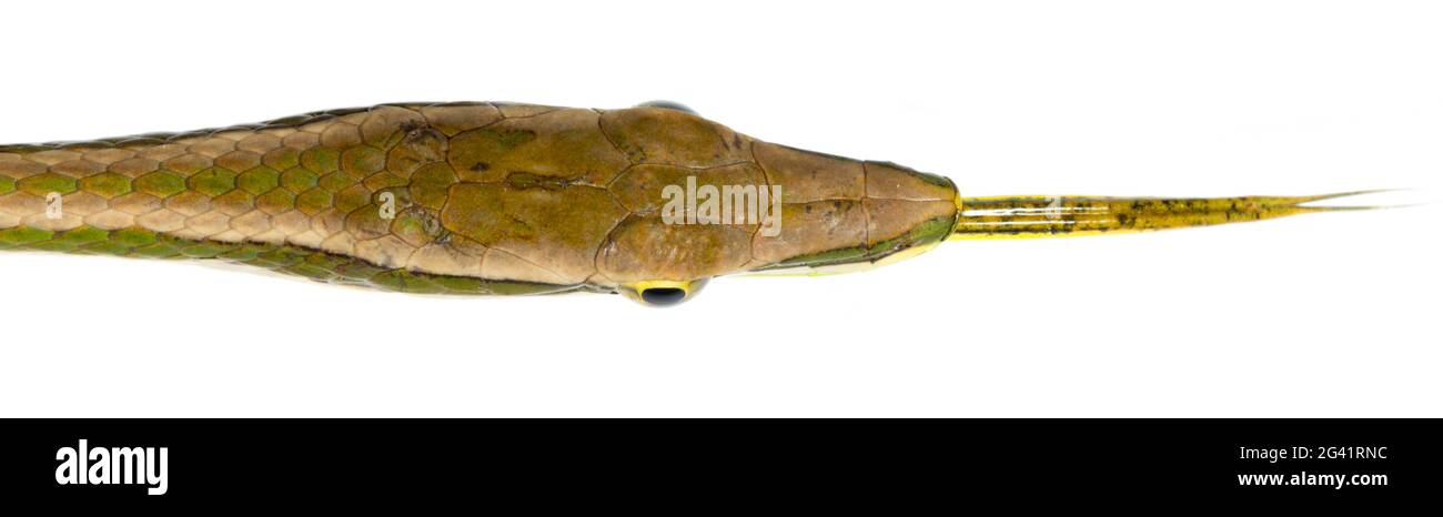 Weinschlange (Xenoxybelis argenteus) aus der Nähe des Kopfes mit einer Zunge, Provinz Orellana, Amazonaskuador. Stockfoto