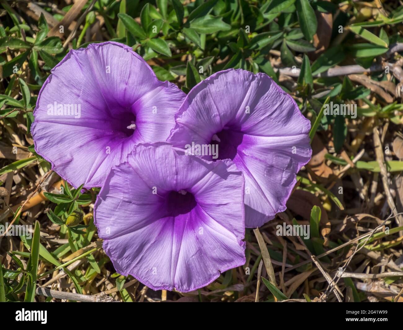 Malve-leaved Ackerwinde (Convolvulus Althaeoides) Stockfoto