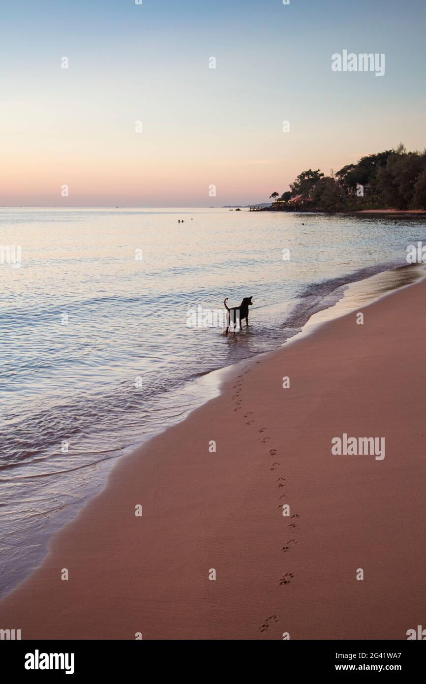 Hund am Wasser und Pfotenabdrücke im Sand am Ong lang Beach bei Sonnenuntergang, Ong lang, Phu Quoc Island, Kien Giang, Vietnam, Asien Stockfoto