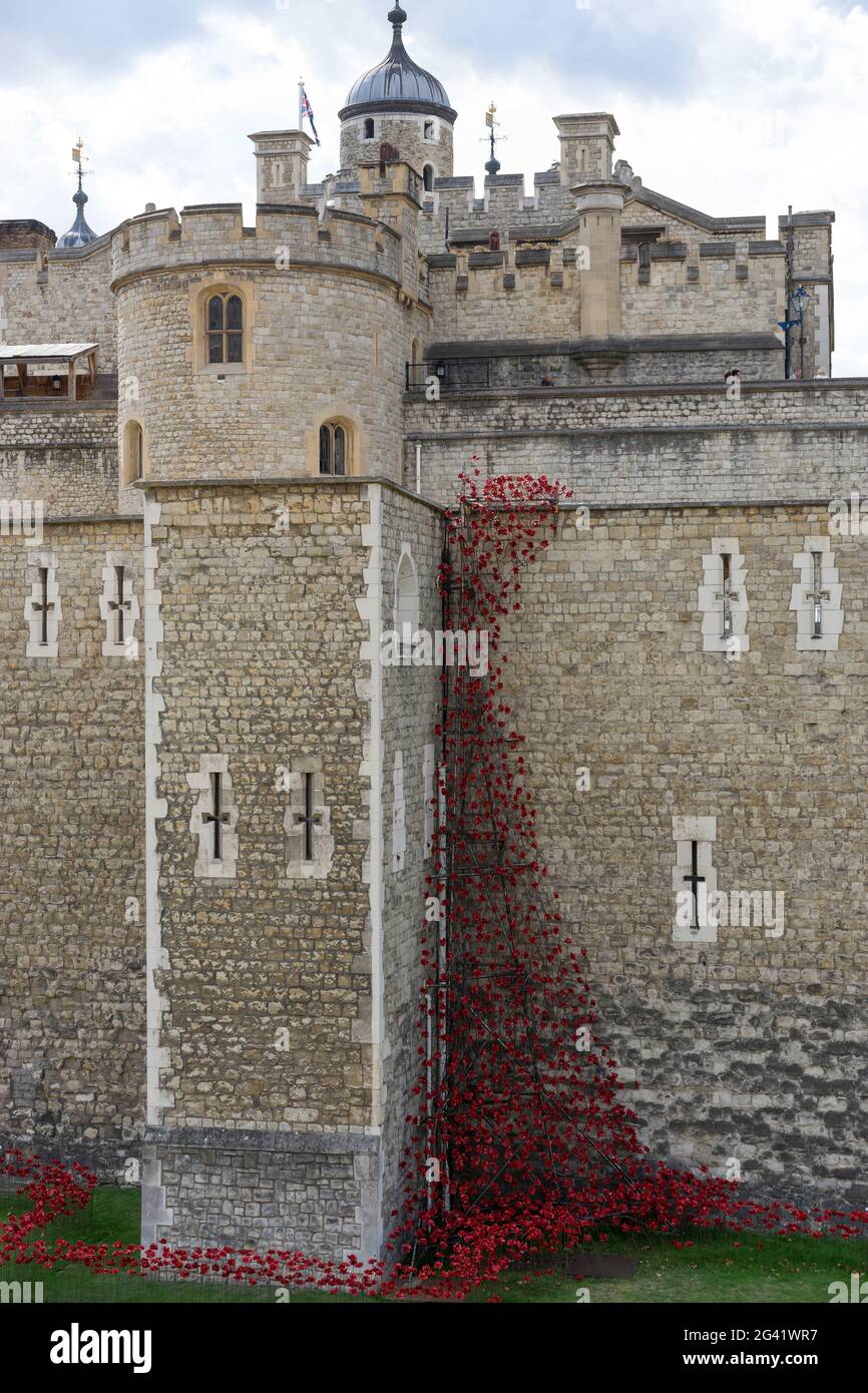 Mohn in den Tower of London Stockfoto