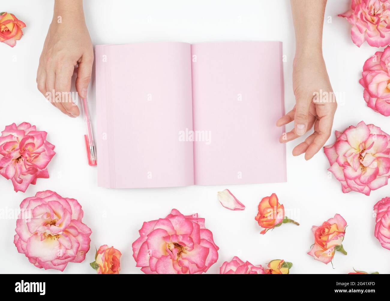 Zwei weibliche Hände, die einen Notizblock mit sauberen rosafarbenen Blättern auf weißem Hintergrund um rosa Rosenknospen halten Stockfoto