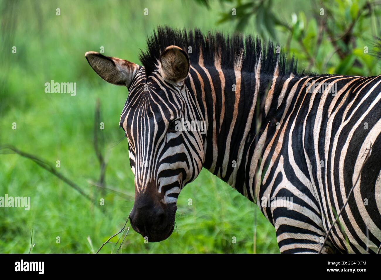 Zebra im Grasland, Akagera-Nationalpark, östliche Provinz, Ruanda, Afrika Stockfoto