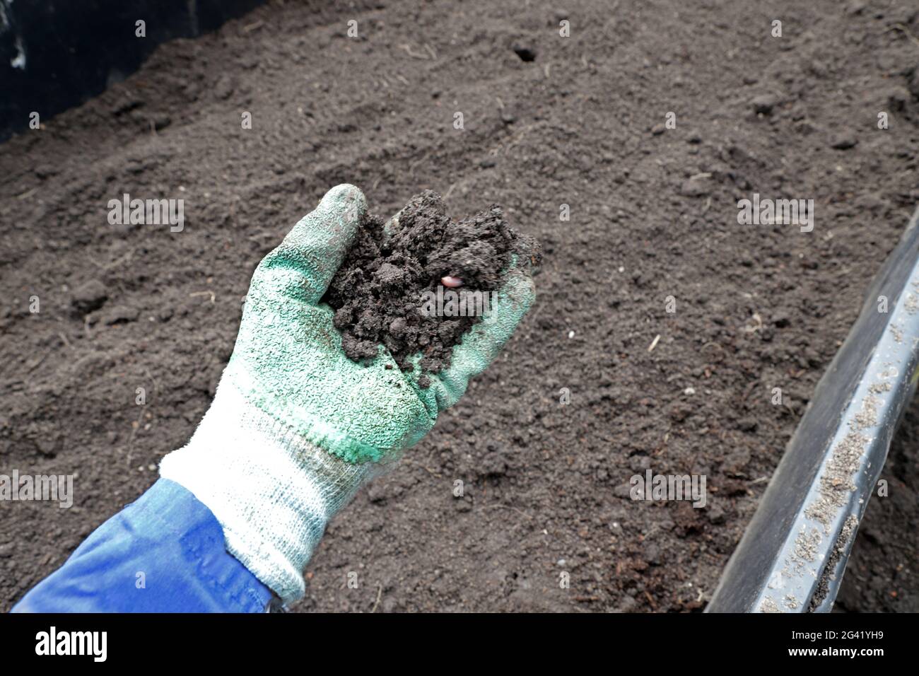 Der Hobbygärtner überprüft die Konsistenz des Bodens im Hochbeet Stockfoto