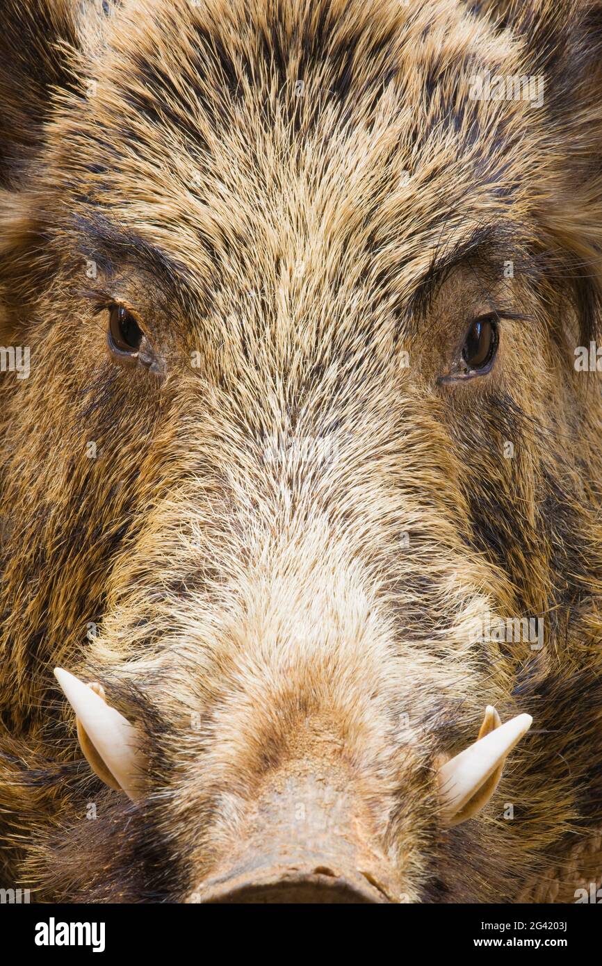 Büste eines Wildschweines, Orvieto, Umbrien, Italien Stockfoto