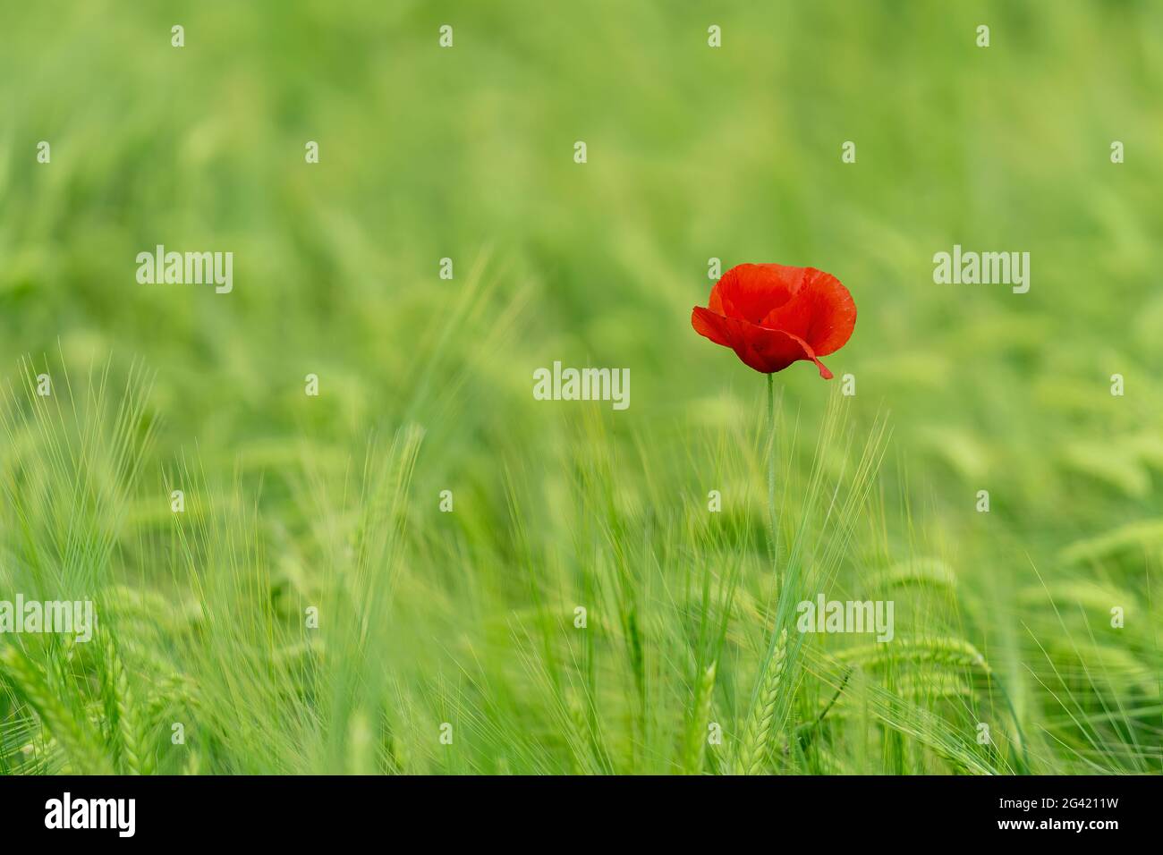 Mohnblüte im Weizenfeld; Weilheim, Oberbayern, Bayern, Deutschland Stockfoto