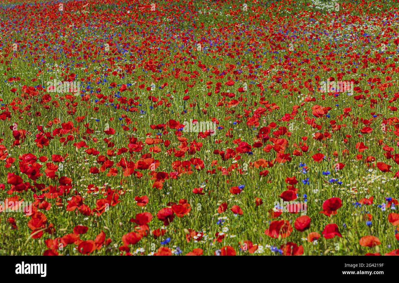 Frühlingsblumenwiese mit Mohnblumen, Kornblumen, Gänseblümchen und Mohnblumen Stockfoto