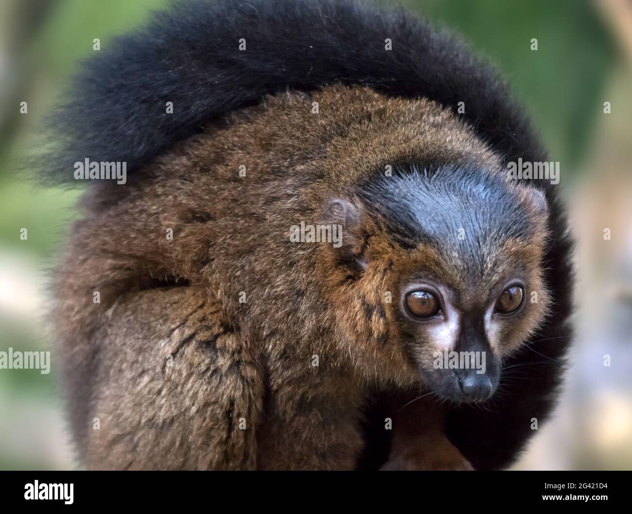 Black Lemur (Eulemur Macaco) Stockfoto