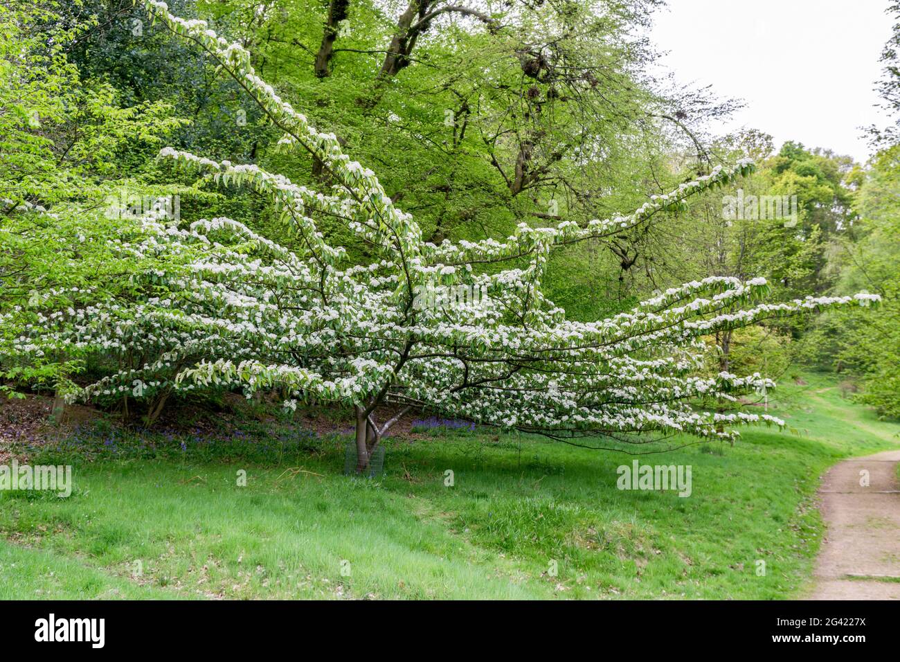Sorbus Megalocarpa Stockfoto