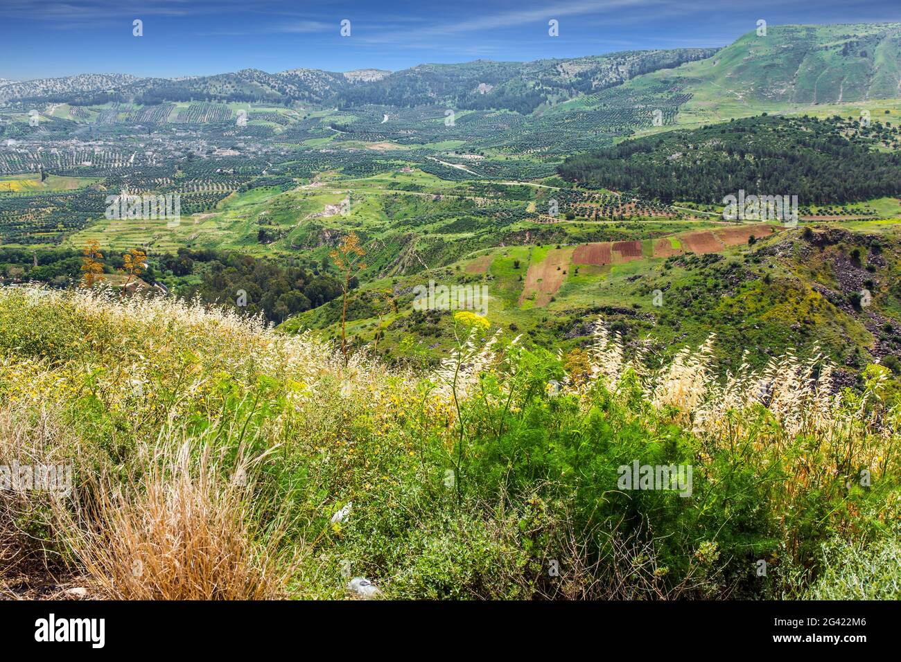 Blühende Golanhöhen im Frühling Stockfoto