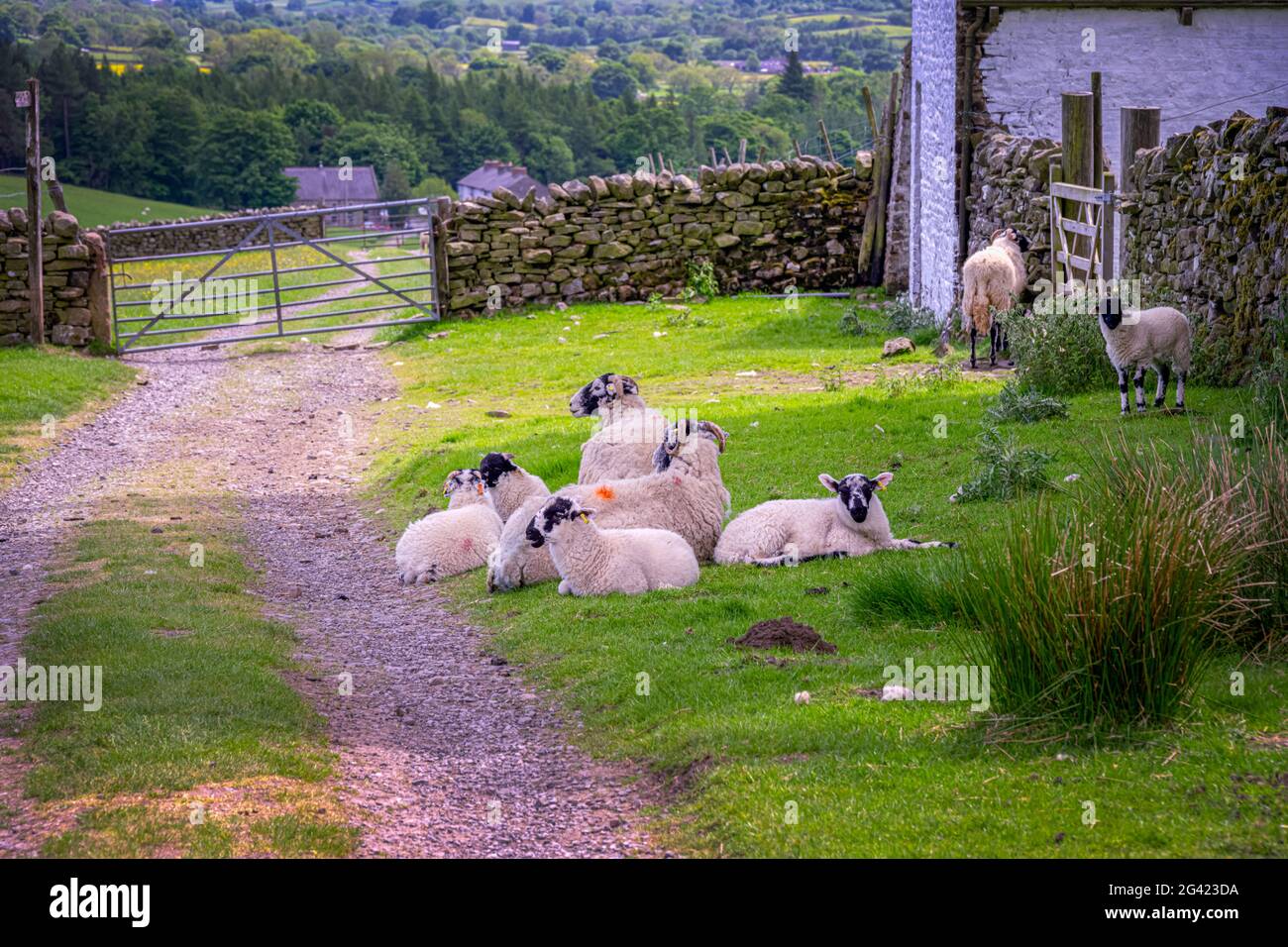 Wandern in North Pennines, Grafschaft Durham, England, Gruppe von Schafen, die auf dem Pfad liegen Stockfoto