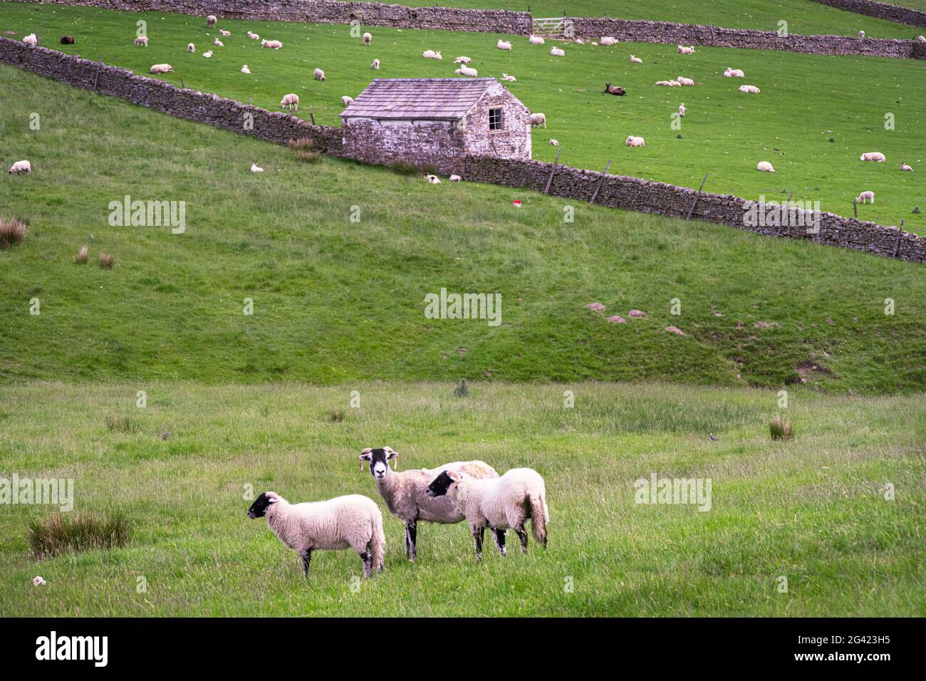 Drei Schafe, weiß mit einem schwarzen Gesicht, mit Hörnern, auf einem Feld mit einer weiß getünchten Scheune und trockenen Steinmauern typisch für die Upper Teesdales, County Durham Stockfoto