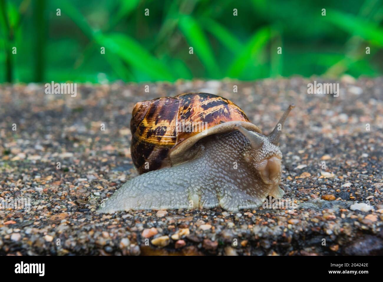 Nahaufnahme einer Schnecke Stockfoto