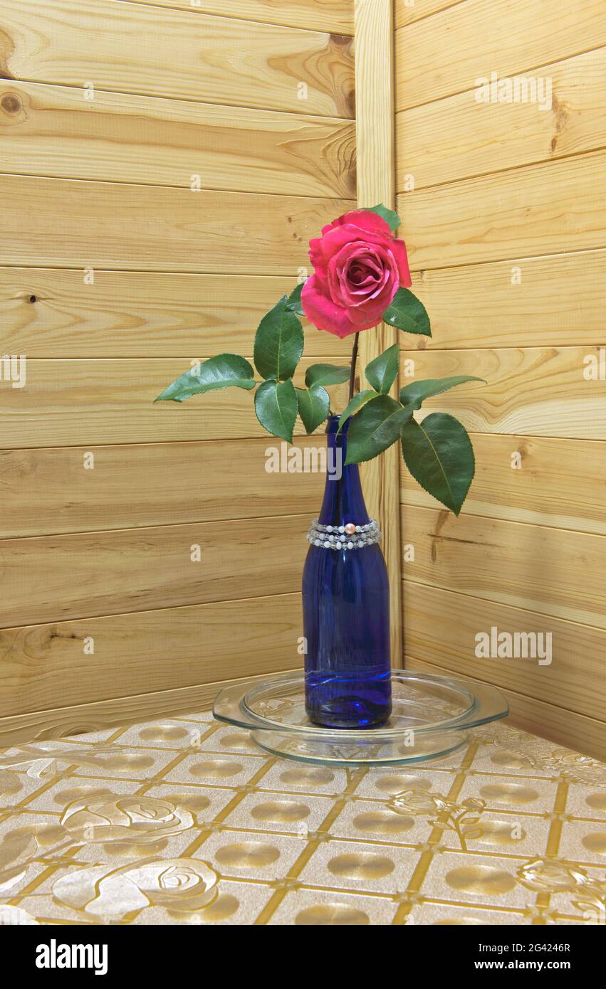 Eine Rose in der blauen Flasche auf dem Küchentisch in der inneren Ecke auf Holz-Futter-Wandhintergrund. Stockfoto