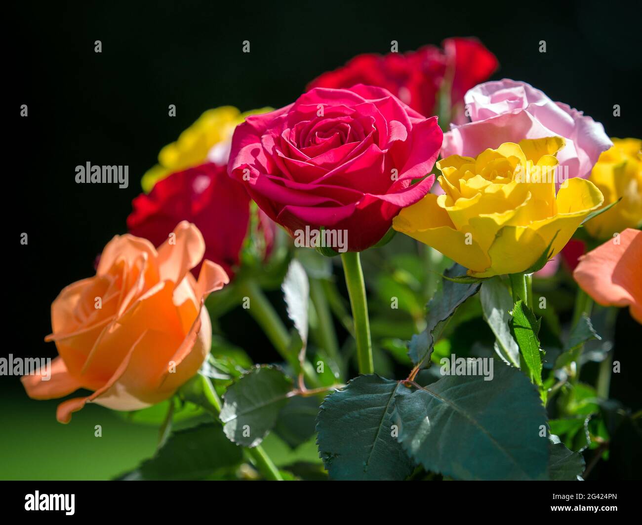 Ein paar bunte Rosen im Garten Stockfoto