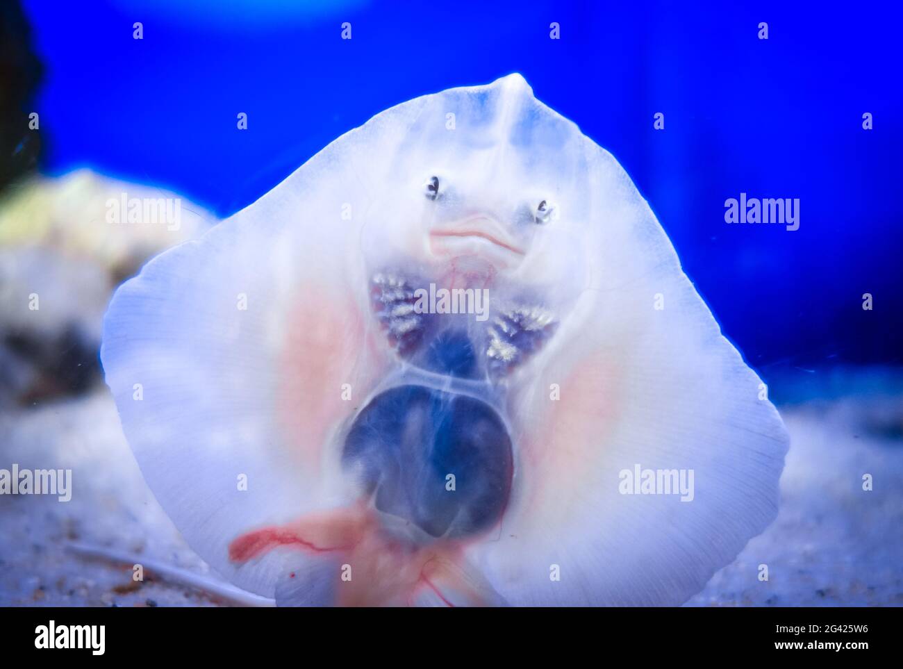 Baby ray Fisch Gesicht Nahaufnahme Stockfoto