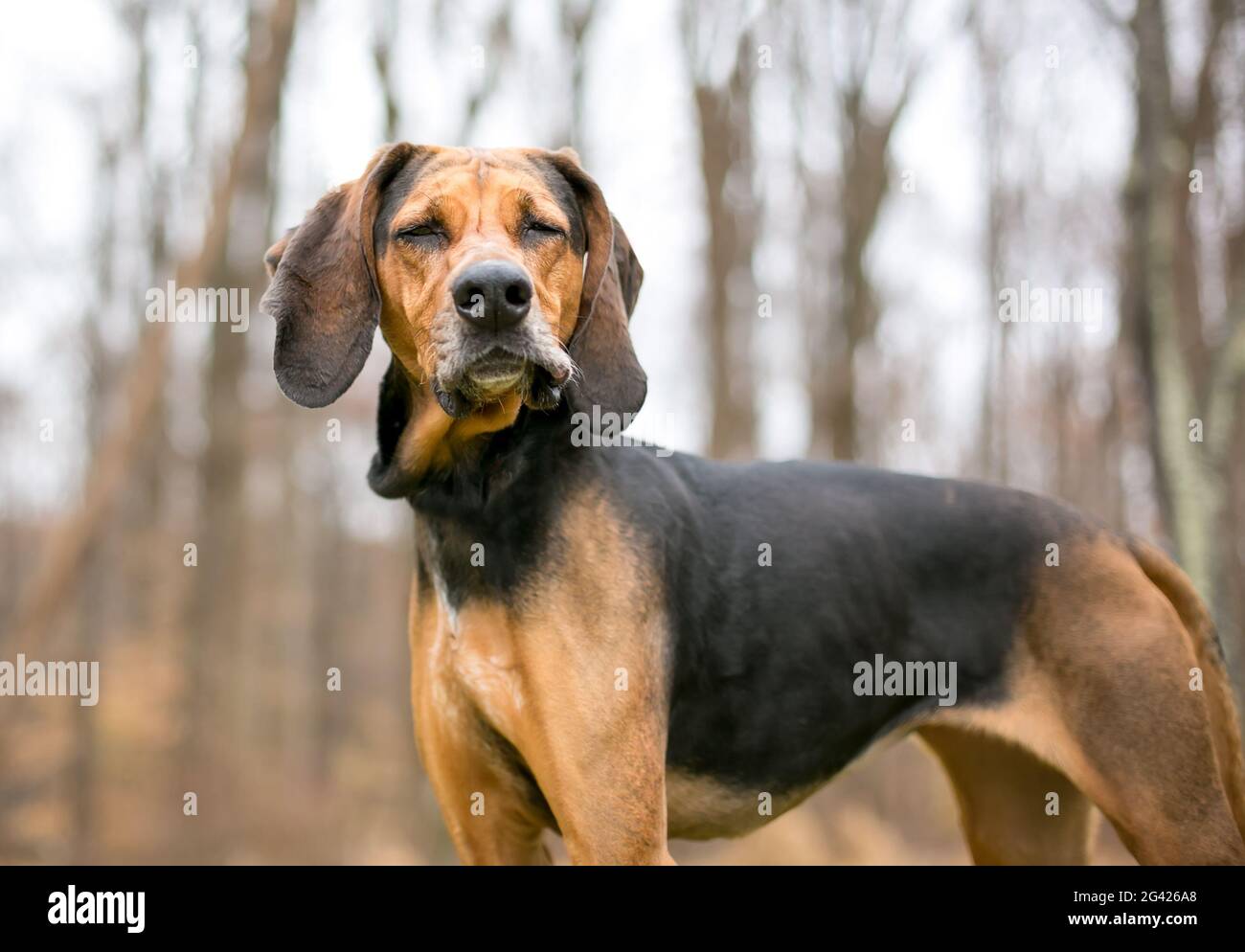 Ein rot-schwarzer Coonhound Hund mit geschlossenen Augen und einem lustigen Gesichtsausdruck Stockfoto
