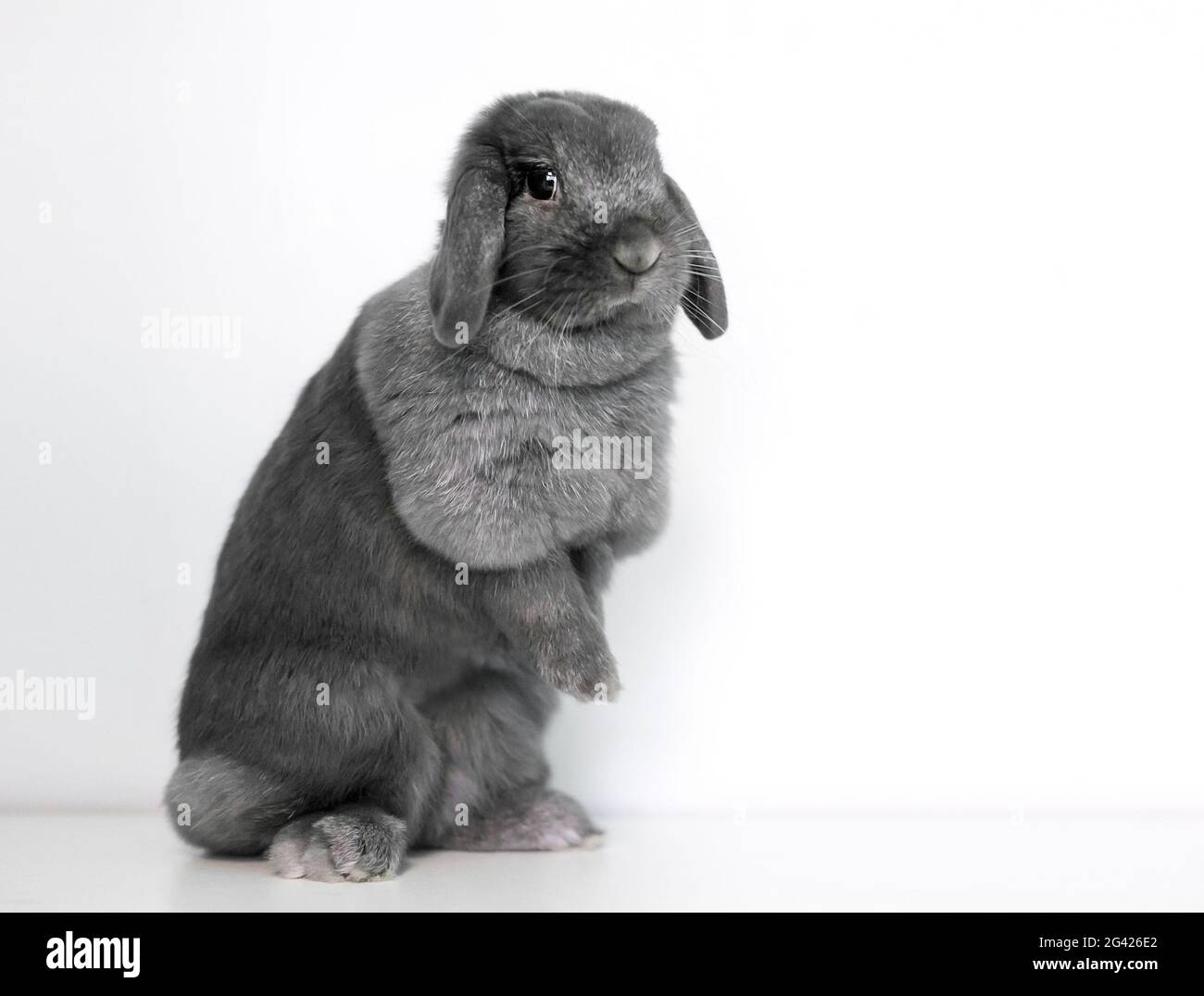 Ein süßes graues Lop-Kaninchen, das auf seinen Hinterbeinen sitzt Stockfoto