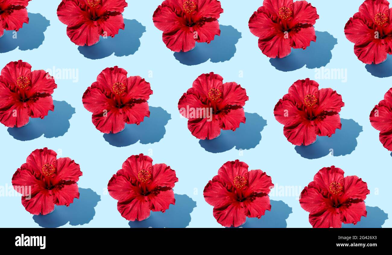 Farbenfrohes, kreatives, flaches Lay-Muster einer Hibiskusblüte auf blauem Hintergrund aus der Draufsicht. Trendige Sommermode minimalistisch Stockfoto