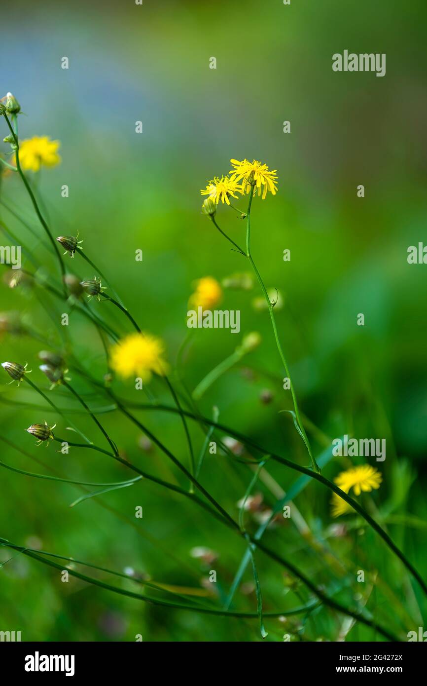 Außen; Außen; Außenansicht; Außenansicht; Außenansicht; Außenaufnahme; Außenaufnahme; Außenaufnahmen; Blau; Blüte; Blüten; Blumen; Blumen; Blumenwiese; B Stockfoto