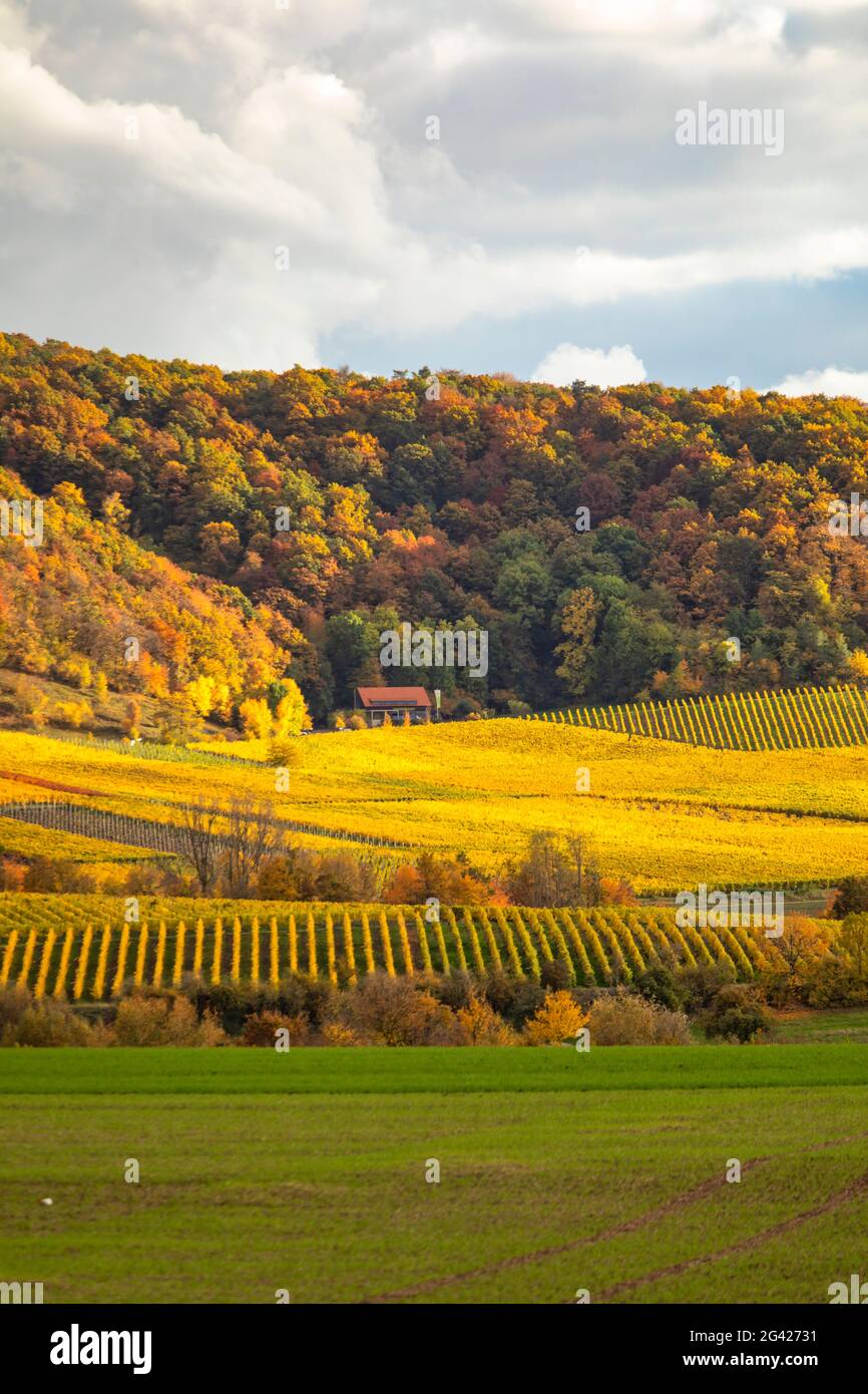 Weinberge im südlichen Steigerwald, Weinparadiesscheune, Weinparadies, Bullenheim, Reusch, Mittelfranken, Franken, Bayern, Deutschland, Europa Stockfoto