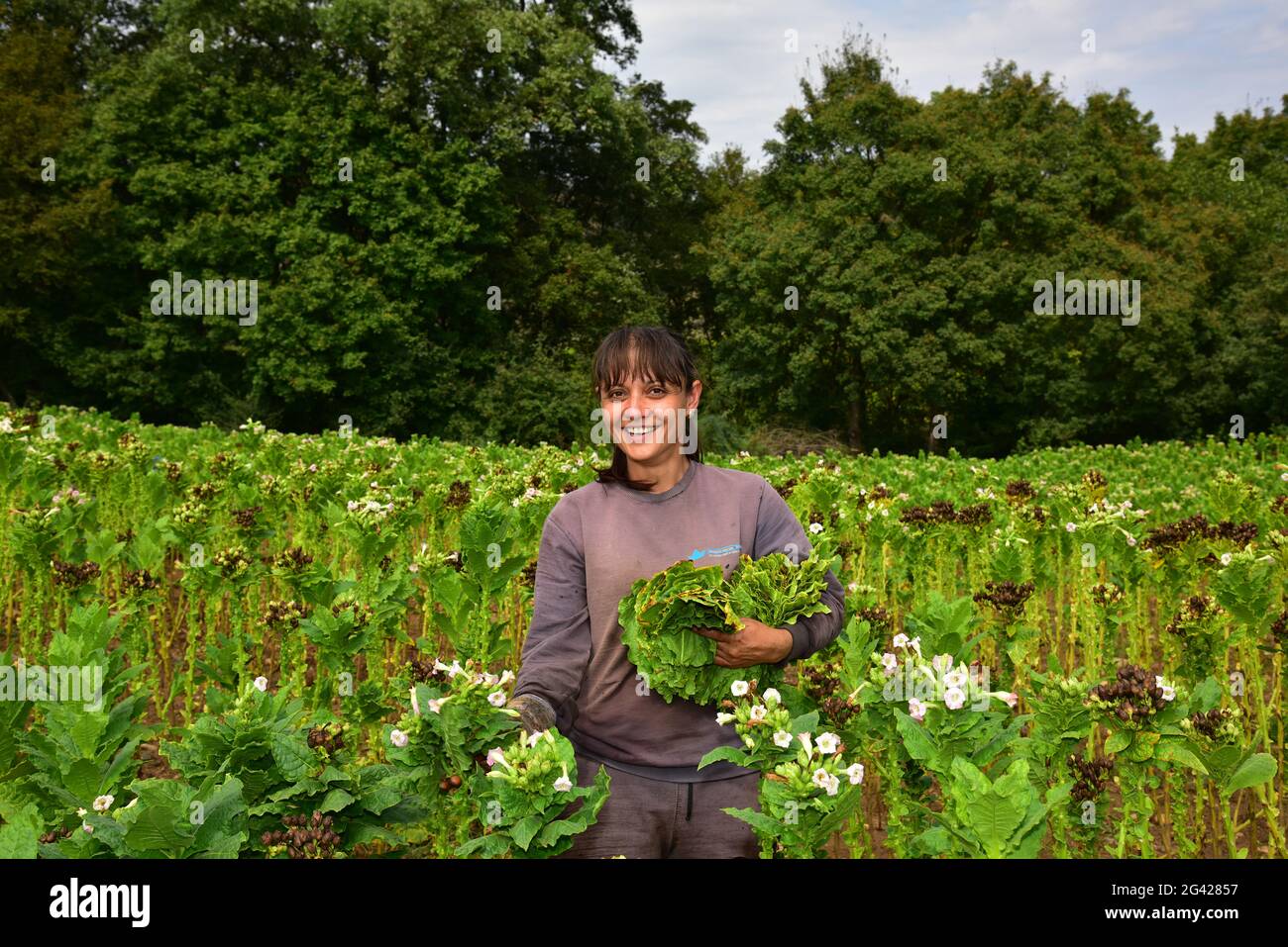 Kosovarische Tabakfarm Stockfoto