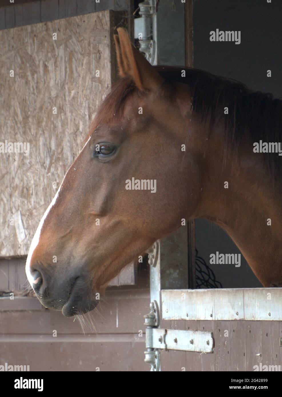 Kastanienfarbenes Pferd mit Blick aus dem Stall Stockfoto