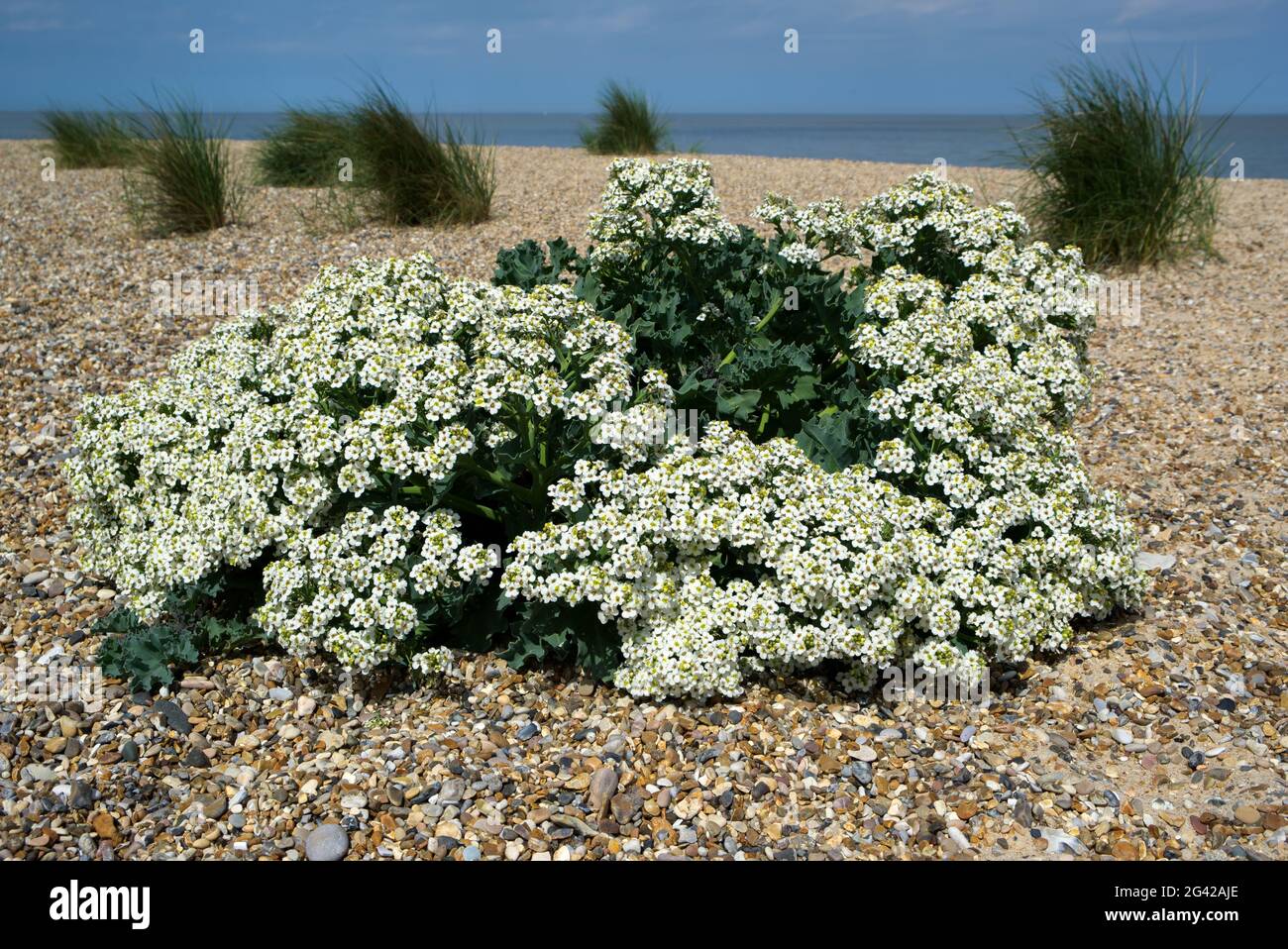 Meerkohl (Cramble Maritima) Blüte an der Küste von Norfolk Stockfoto
