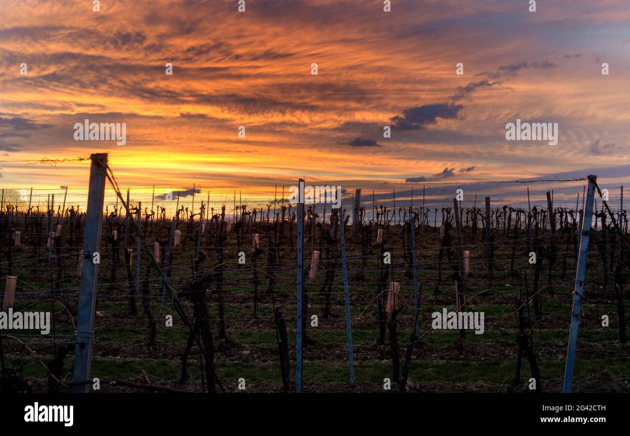 Sonnenwolken auf einem Weinberg im Burgenland Stockfoto