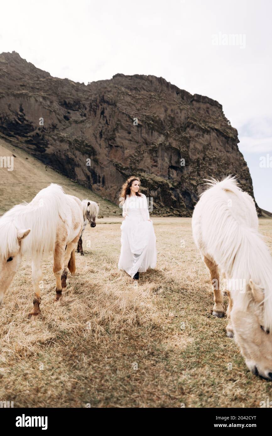 Die Braut in einem weißen Hochzeitskleid geht mit schicken Mägen über das Feld unter cremefarbenen Pferden. Reiseziel Island Hochzeitsfoto Stockfoto