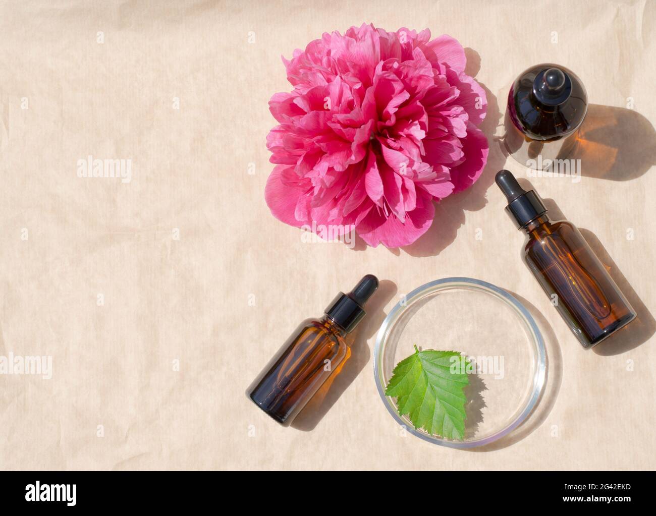 Peony-Extrakt. Ätherisches Öl der Pfingstrose. Glasflaschen mit Serum auf beigem Hintergrund. Kosmetikprodukte Stockfoto