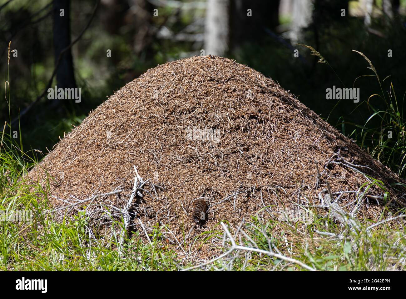 ANT Hill im Wald des Naturparks Paneveggio Pale di San Martino in Tonadico, Trentino, Italien Stockfoto