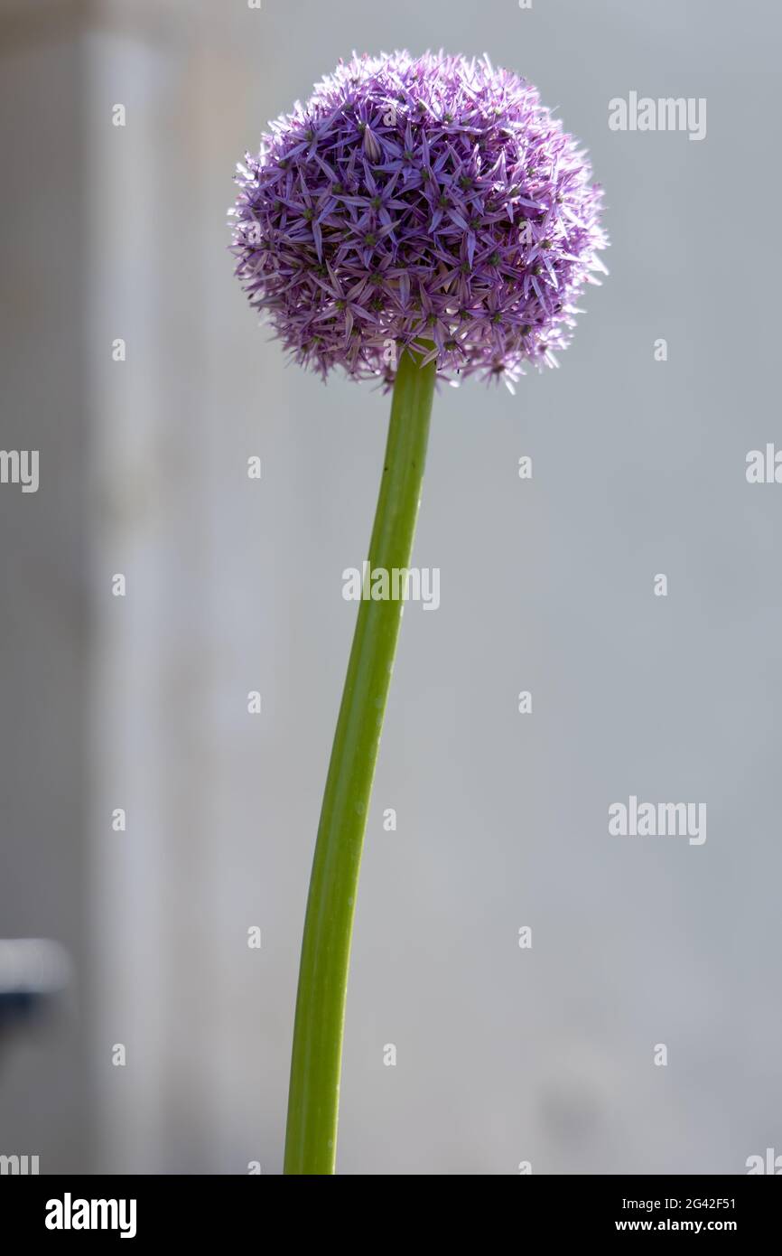 Mauve Allium Blüte in einem Garten in Bristol Stockfoto