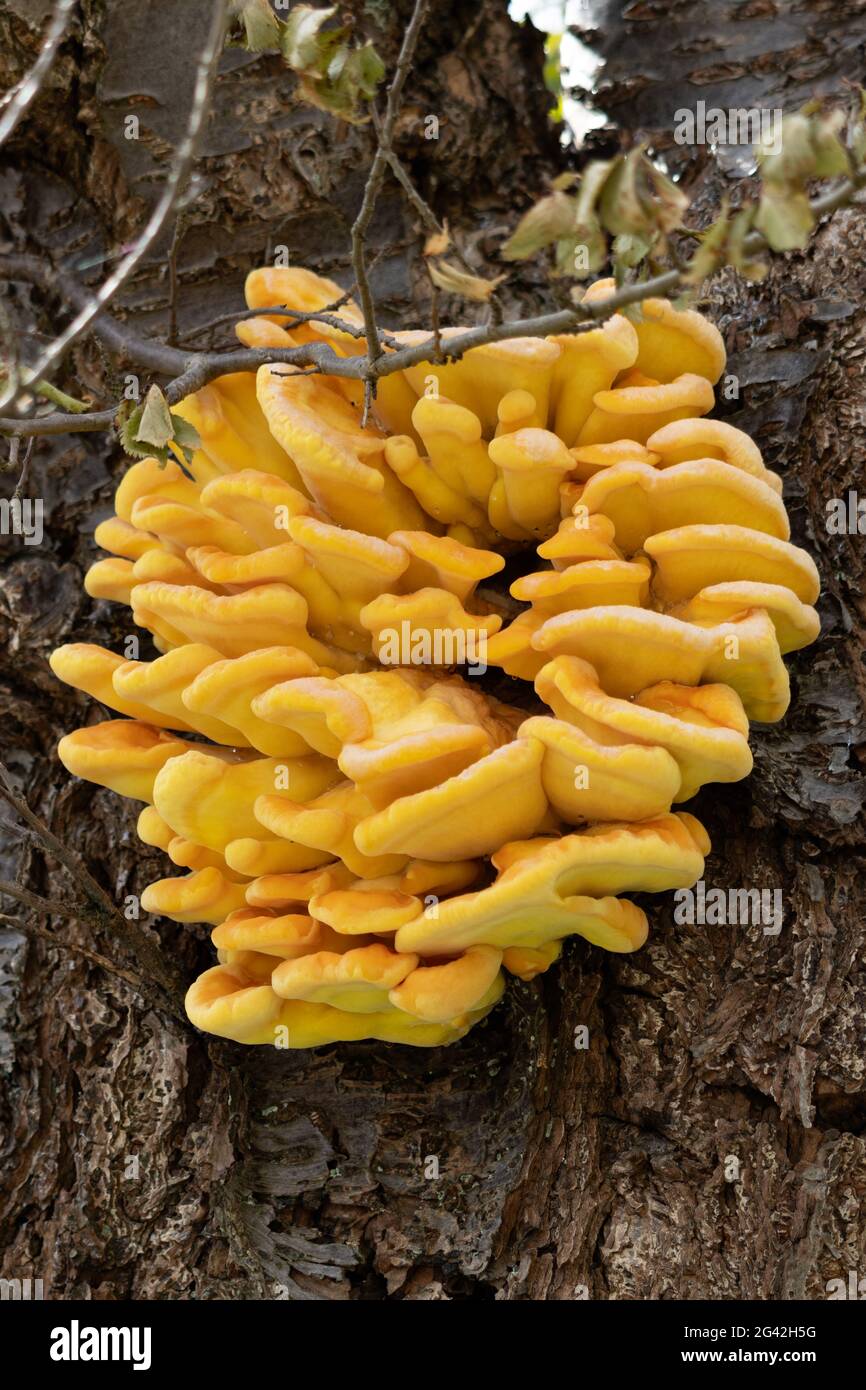 Hühnerpilz (Laetiporus sulfureus), der im Frühling auf einem Baum wächst Stockfoto