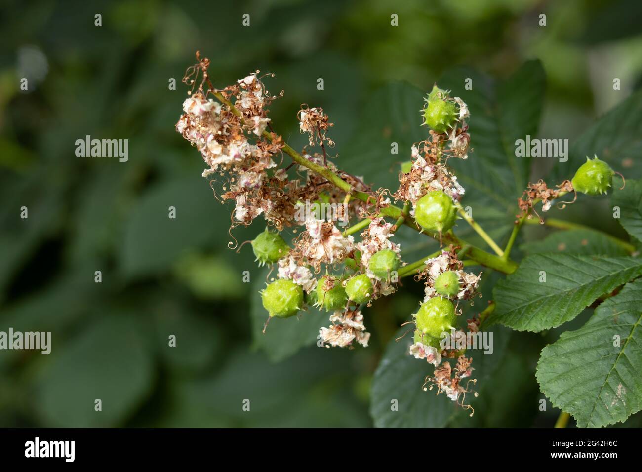 Pferd Kastanie Blütenspitze beendet Blüte und Entwicklung Konker Stockfoto