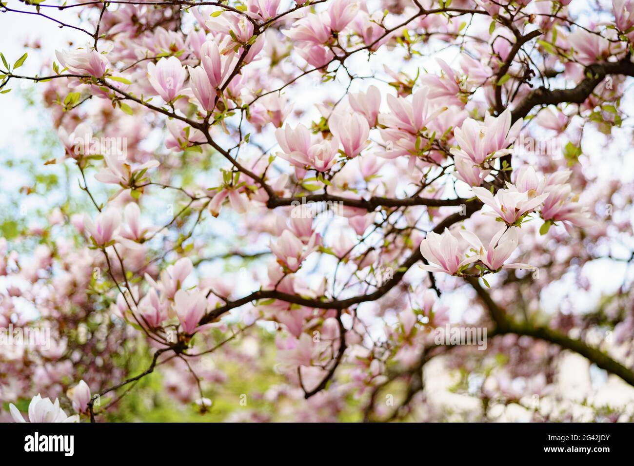 Magnolia Zweige mit rosa Blüten und jungen Blättern. Stockfoto