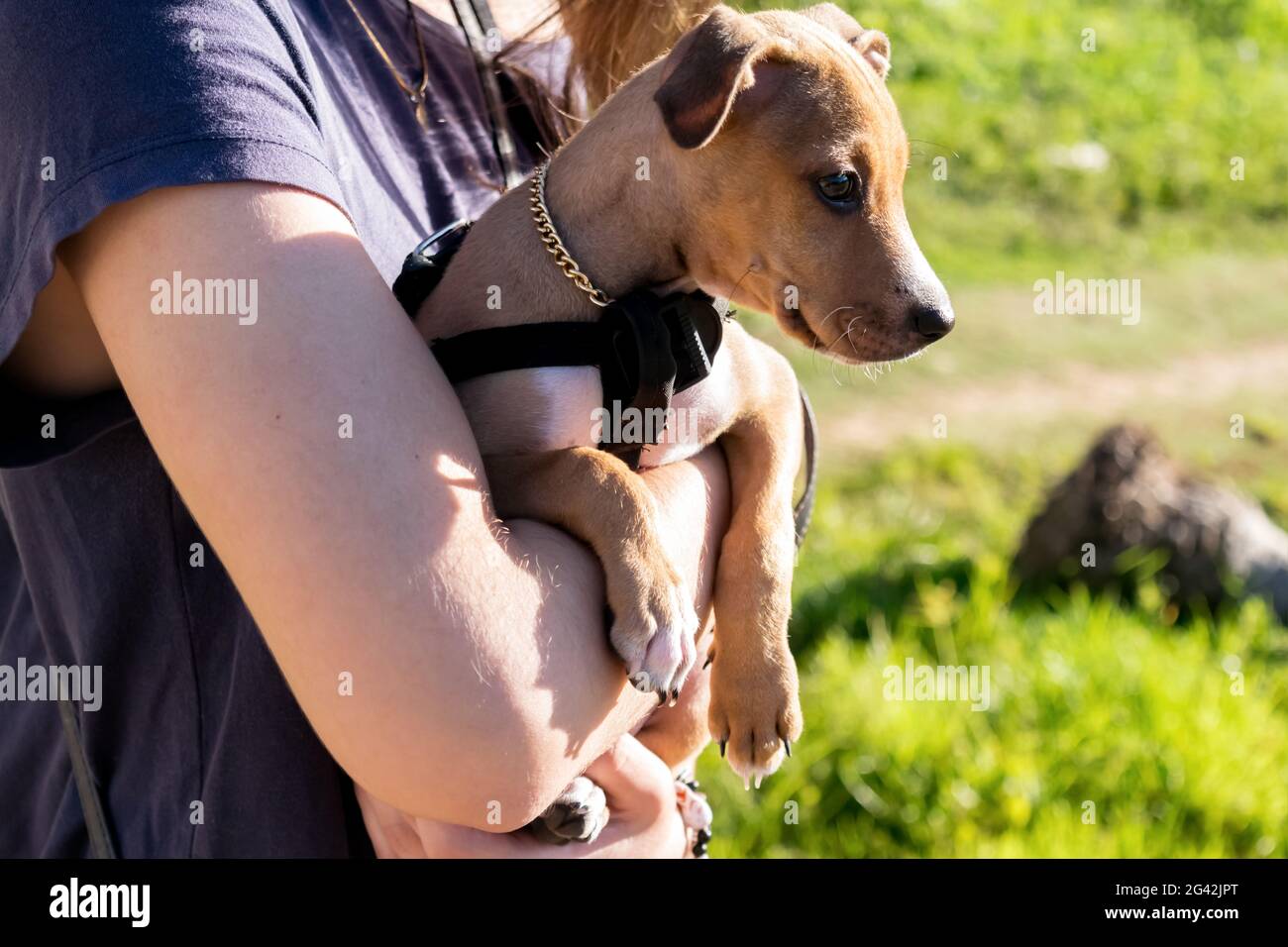 Nahaufnahme eines braunen Halbbrüten-Welpen, der von einer kaukasischen Person getragen wird, sie befinden sich links vom Foto, so dass der Hund nach rechts schaut Stockfoto