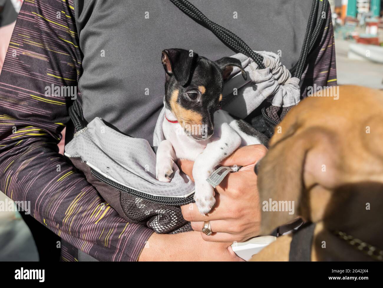 Chihuahua Welpe wird von einem männlichen kaukasischen Menschen getragen, der in einem langärmeligen grauen Pullover gekleidet ist Stockfoto