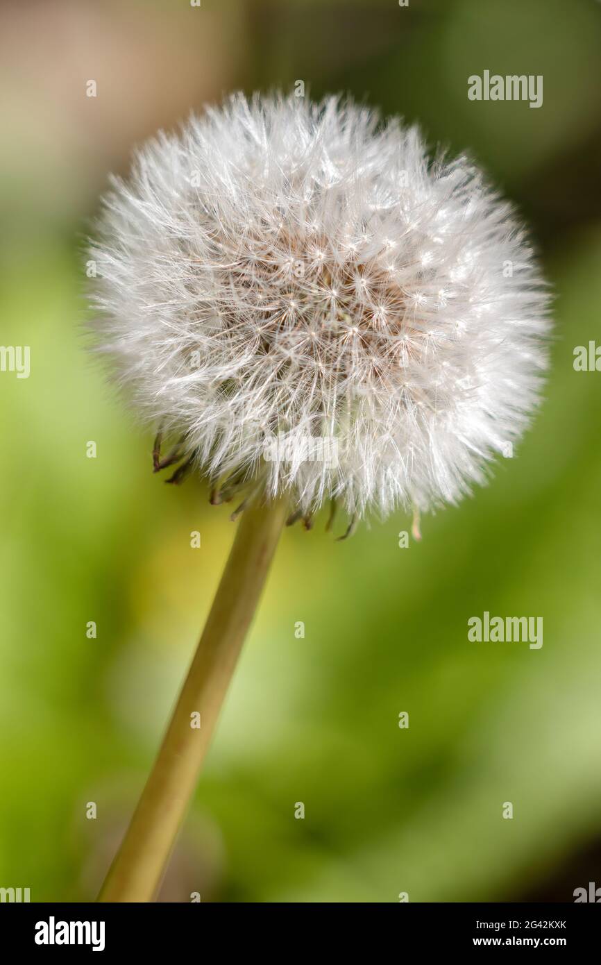 Nahaufnahme eines Löwenzahn (Taraxacum) Samenkopfes in einem Feld nahe East Grinstead Stockfoto