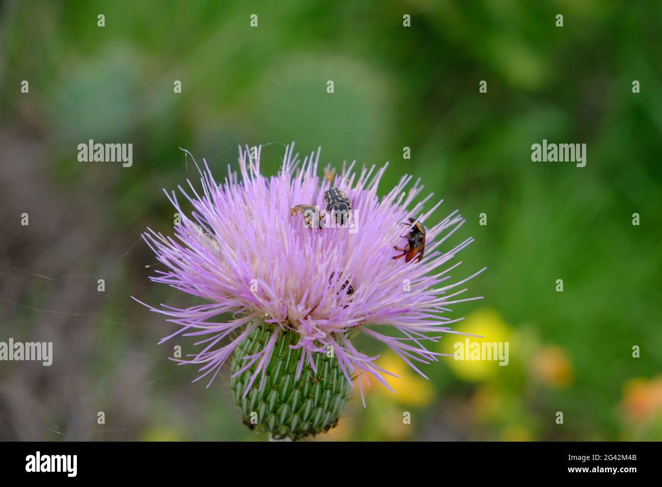 Texanische lilafarbene Distel mit Kern's Flower Scarabs - Cirsium texanum Blume mit den Käfer der Eforia kernii Stockfoto